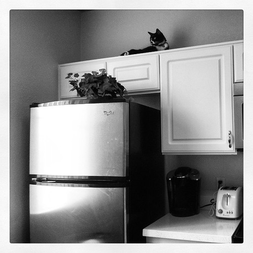 Smart Refrigerators: The Future of Food Preservation in 2026